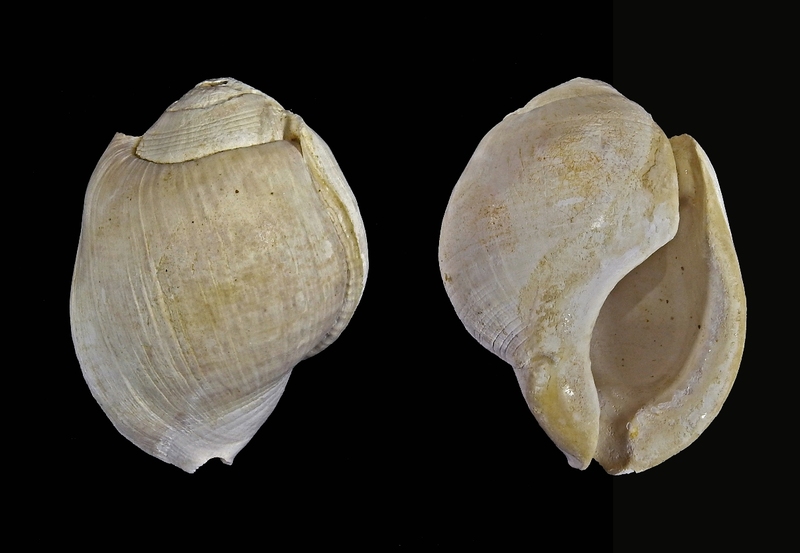 Conchiglia bufonaria